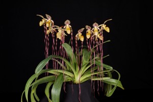 Paphiopedilum Michael Koopowtz Huntington's Cascade CCM 82 pts.